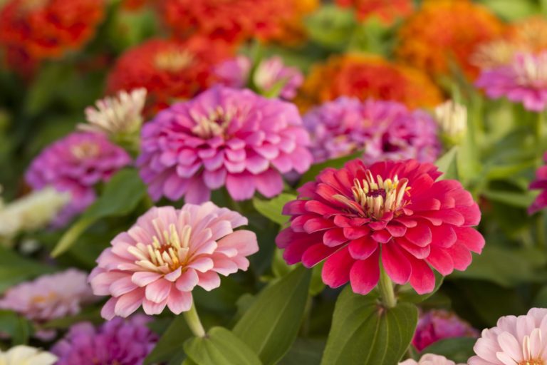 zinnia-width2400height1600 (1)